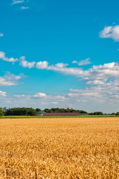 Krásný Pohled Zralého Obilí Velkém Poli Těsně Před Sklizní — Stock fotografie