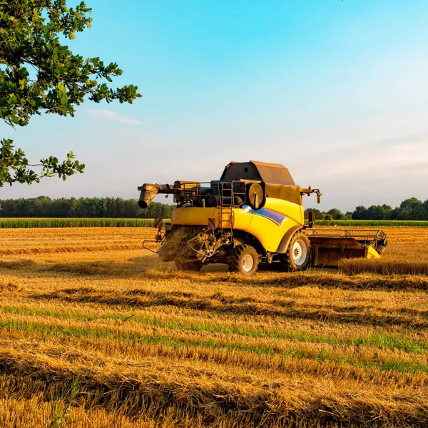 Big Combine Harvester Threshing Sunny Day — Stock Photo, Image