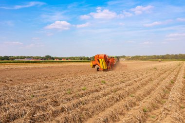 modern makine patates hasat sonbahar 
