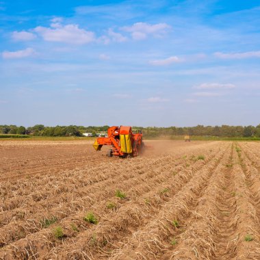 modern makine patates hasat sonbahar 