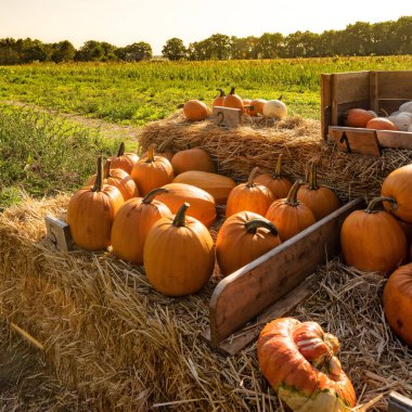 zevk için gözleri kabak durak Köyü