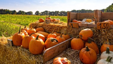 zevk için gözleri kabak durak Köyü