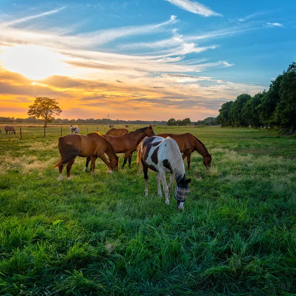 Vista Panorámica Caballos Pastoreo Otoño Pastizal Caballos — Foto de Stock