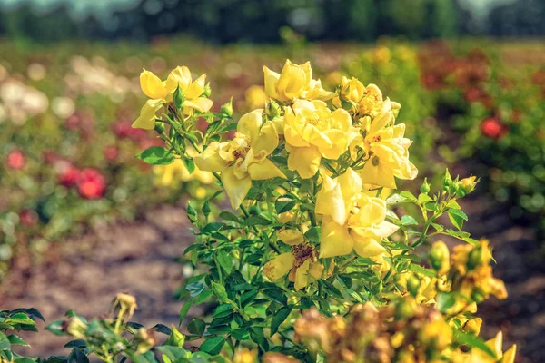 Γραμμές Του Όμορφα Πολύχρωμα Τριαντάφυλλα Στο Πεδίο — Φωτογραφία Αρχείου