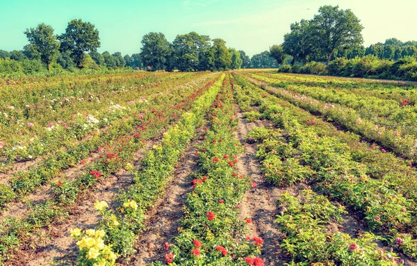 Rader Vackra Färgglada Rosor Fältet — Stockfoto