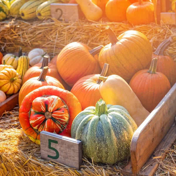 Placer Para Los Ojos Puesto Calabaza Pueblo —  Fotos de Stock