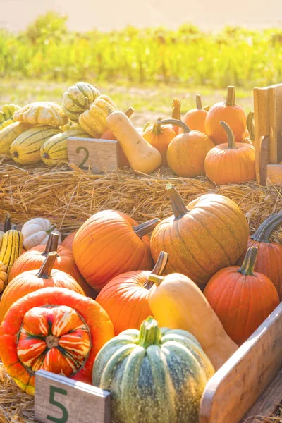 Een Genot Voor Ogen Een Pompoen Kraam Het Dorp — Stockfoto