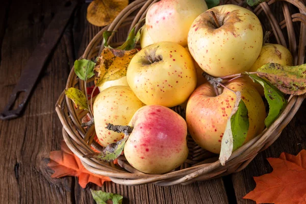 Čerstvé Chutné Organické Jablka Proutěném Koši — Stock fotografie