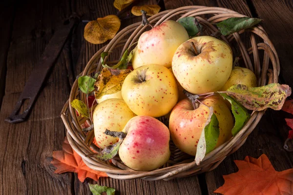 Pommes Bio Fraîches Savoureuses Dans Panier Osier — Photo