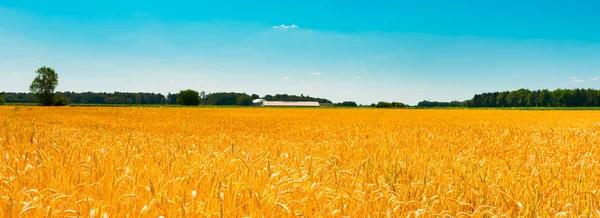 Paisagem Verão Com Campo Milho Sob Céu Azul — Fotografia de Stock