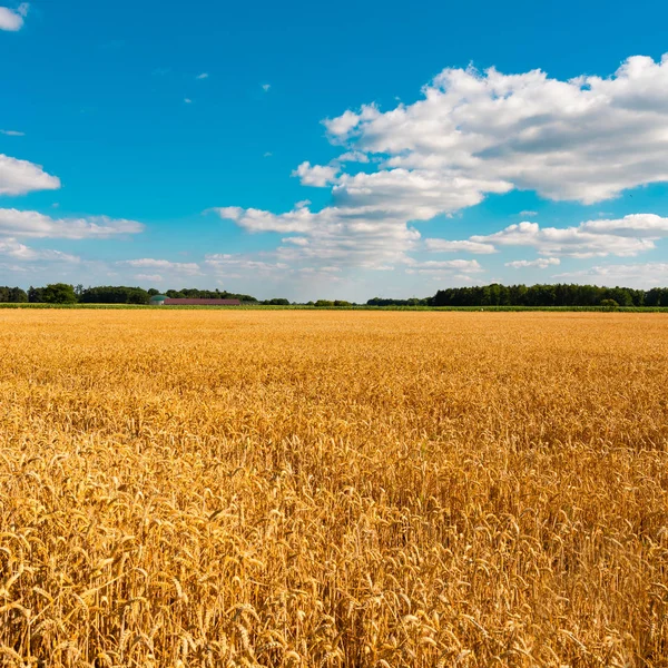 Paisaje Verano Con Campo Maíz Bajo Cielo Azul — Foto de Stock