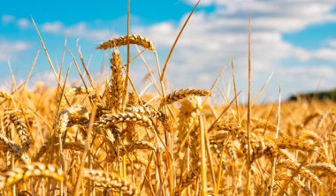 mavi gökyüzü altında mısır alanı ile yaz manzara