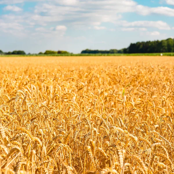 Sommer Landskab Med Mark Majs Blå Himmel - Stock-foto