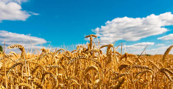 Letni Krajobraz Polem Kukurydzy Pod Błękitne Niebo — Zdjęcie stockowe