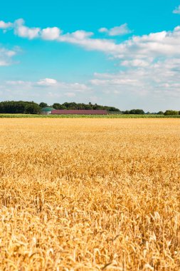 mavi gökyüzü altında mısır alanı ile yaz manzara