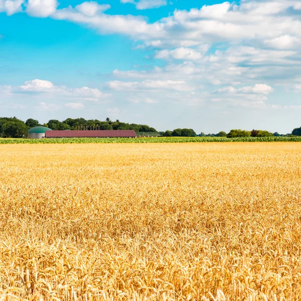 Letní krajina s kukuřičným polem pod modrým nebem — Stock fotografie
