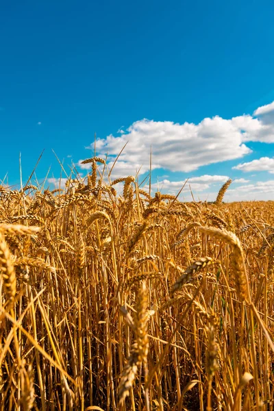 Paisaje de verano con campo de maíz bajo el cielo azul — Foto de Stock