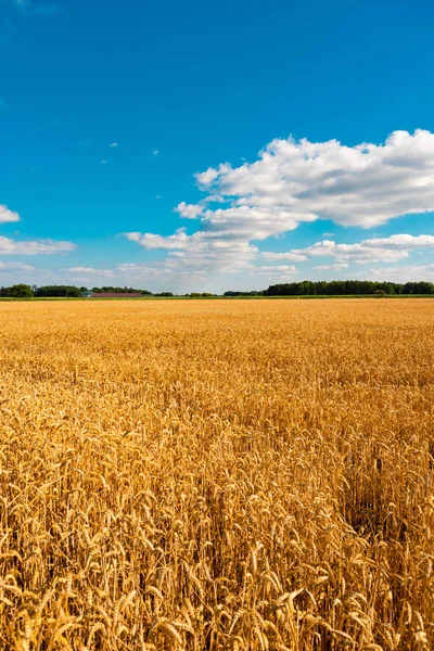 Mavi gökyüzü altında mısır alanı ile yaz manzara — Stok fotoğraf