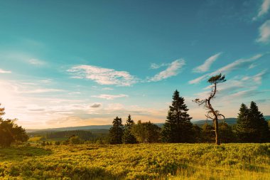 Ağaçlarla Güzellik Rothaar Dağları