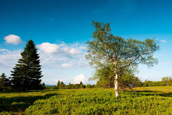 A german Beauty Rothaar Mountains — Stock Photo, Image