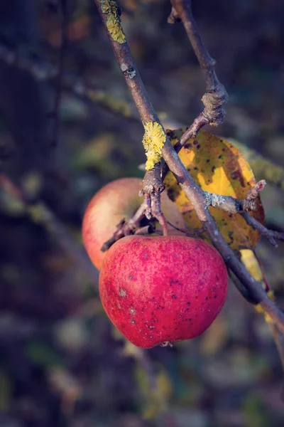 Pommes sur une branche avec des feuilles . — Photo