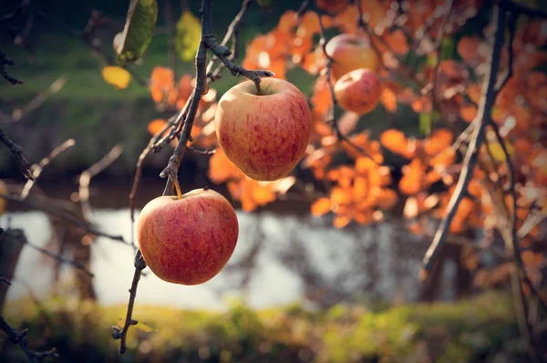 Yaprakları ile bir dal üzerinde elma. — Stok fotoğraf