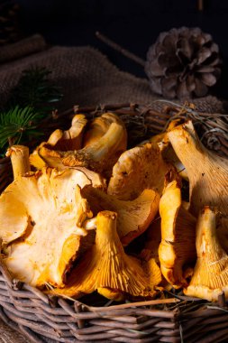 Gerçek Chanterelle, ormandan zevk alıyor.