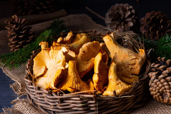 Gerçek Chanterelle, ormandan zevk alıyor. — Stok fotoğraf