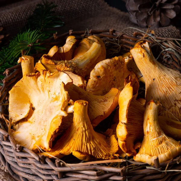 Real chanterelle, enjoyment from the forest — Stock Photo, Image
