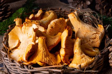 Gerçek Chanterelle, ormandan zevk alıyor.