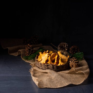 Gerçek Chanterelle, ormandan zevk alıyor.