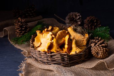 Gerçek Chanterelle, ormandan zevk alıyor.