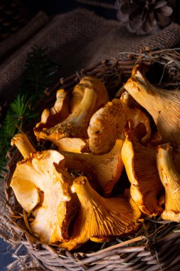 Gerçek Chanterelle, ormandan zevk alıyor.