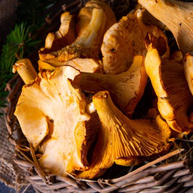 Gerçek Chanterelle, ormandan zevk alıyor.