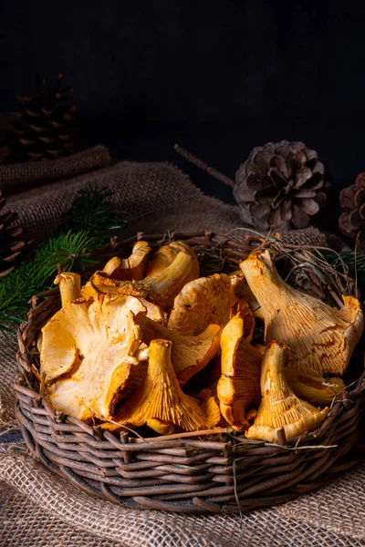 Real chanterelle, enjoyment from the forest — Stock Photo, Image