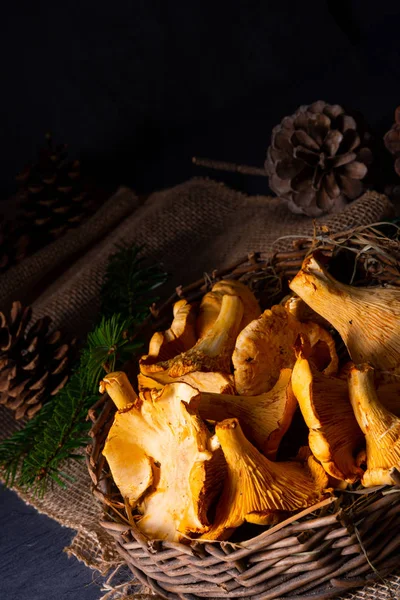 Gerçek Chanterelle, ormandan zevk alıyor. — Stok fotoğraf