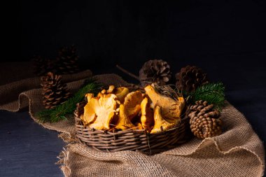 Gerçek Chanterelle, ormandan zevk alıyor.