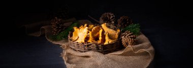 Gerçek Chanterelle, ormandan zevk alıyor.
