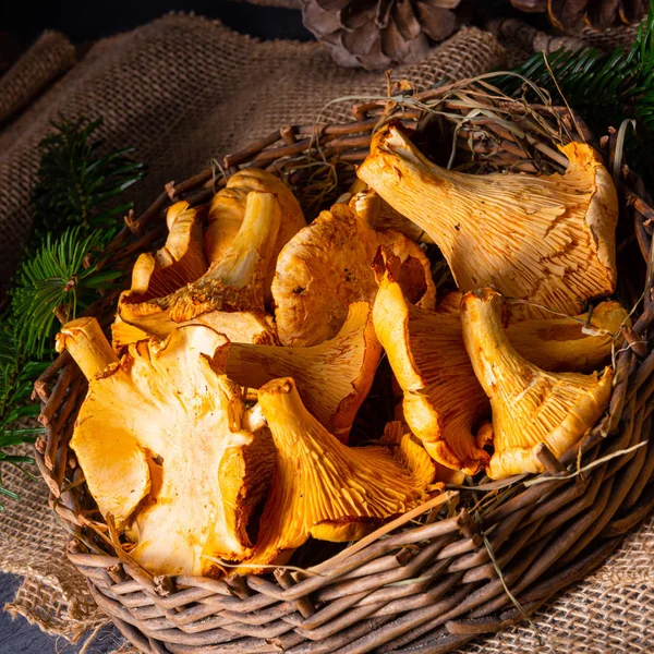 Real chanterelle, enjoyment from the forest — Stock Photo, Image