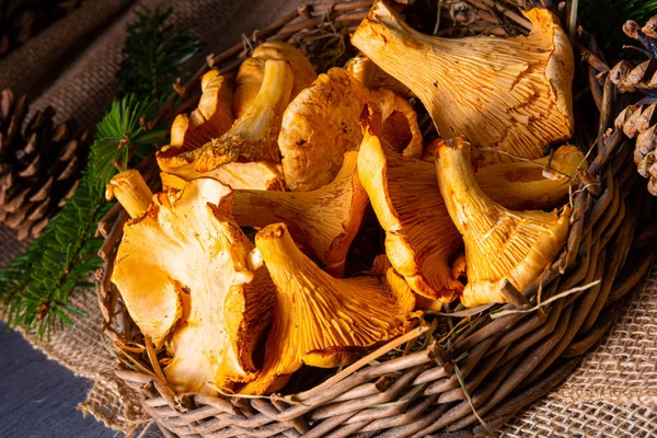 Gerçek Chanterelle, ormandan zevk alıyor. — Stok fotoğraf