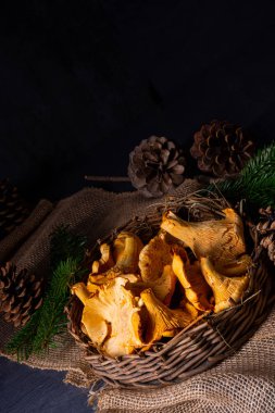 Gerçek Chanterelle, ormandan zevk alıyor.