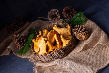 Gerçek Chanterelle, ormandan zevk alıyor.