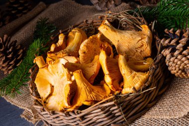 Gerçek Chanterelle, ormandan zevk alıyor.