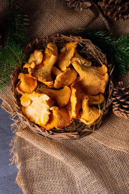 Gerçek Chanterelle, ormandan zevk alıyor.