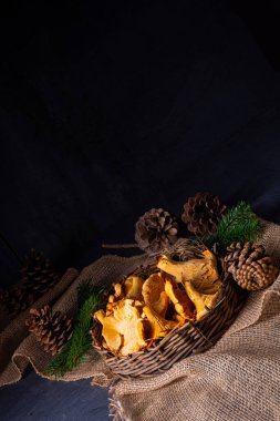 Gerçek Chanterelle, ormandan zevk alıyor.