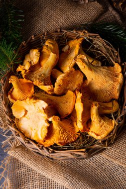 Gerçek Chanterelle, ormandan zevk alıyor.