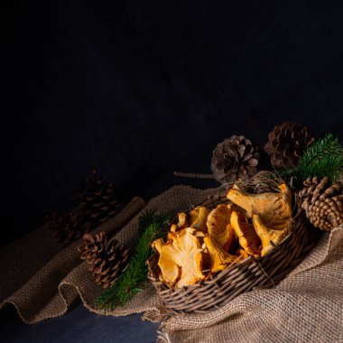 Gerçek Chanterelle, ormandan zevk alıyor.