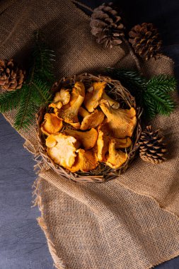 Gerçek Chanterelle, ormandan zevk alıyor.