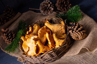 Gerçek Chanterelle, ormandan zevk alıyor.