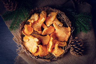 Gerçek Chanterelle, ormandan zevk alıyor.